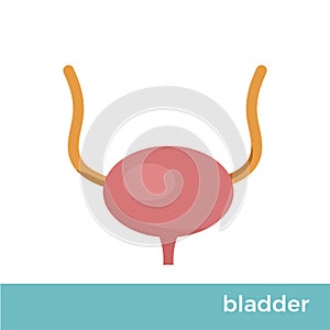 Human bladder vector format illustration