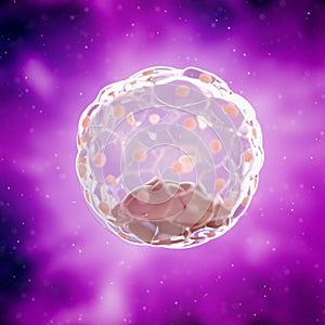 A human blastocyst