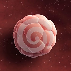 Human blastocyst - close up