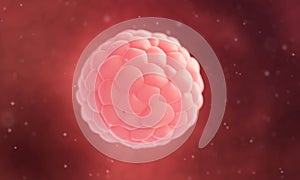 Human blastocyst - close up