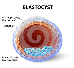 Human blastocyst, with inner cell mass