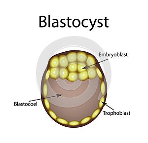 Human blastocyst. The structure of the blastocyst. Vector illustration on background