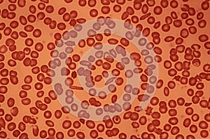 Human Blood Cells