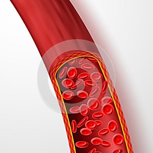 Human blood vessel with red blood cells. Blood vein with macro erythrocytes in plasma isolated vector illustration