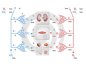 Human bloodstream - didactic board of anatomy of blood system of human circulation, cardiovascular system, 3d render