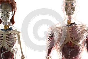 Human bodies photo