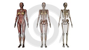 Human body