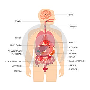 Human body anatomy