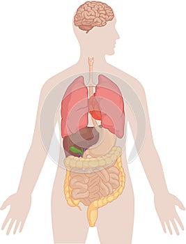 Human Body Anatomy - Brain, Lungs, Heart, Liver, Intestines