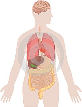 Uomo corpo cervello polmoni cuore fegato intestini 