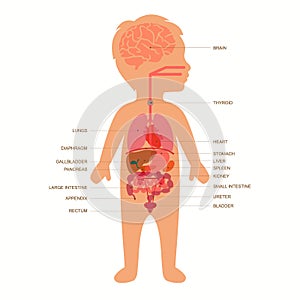 Human body anatomy, child