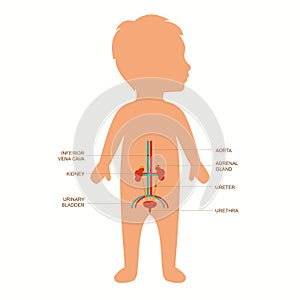 Human body anatomy, child