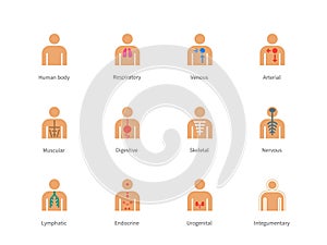 Human Body and Anatomy color icons on white photo