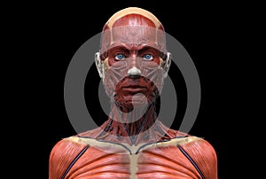 Human body anatomy of a female
