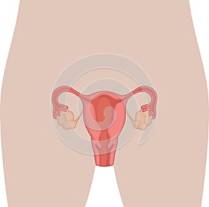 Human Body Anatomy - Female Reproduction Organ