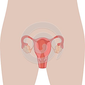 Human Body Anatomy - Female Reproduction Organ photo