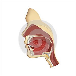 Human body anatomy gullet system. Head nasal and throat breathing structure. Teeth and tongue in mouth, face illustration. Medical photo