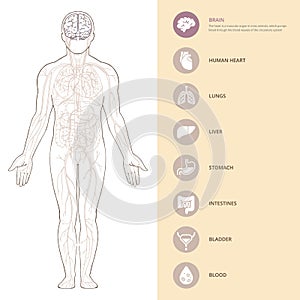 Human body anatomy infographic with brains of the structure of human organs.