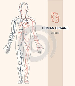 Human body anatomy infographic of the structure of human organs.