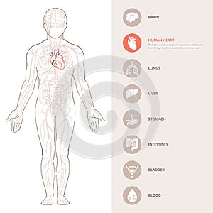 Human body anatomy infographic of the structure of human organs.