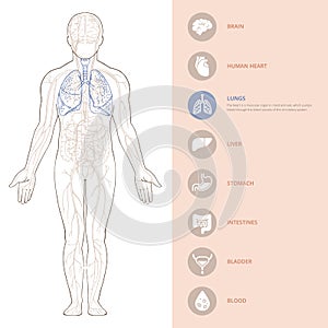 Human body anatomy infographic of the structure of human organs.