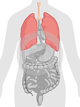 Human Body Anatomy - Lungs