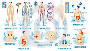 Human body anatomy, organ systems vector illustration set, cartoon flat internal respiratory reproductive lymphatic