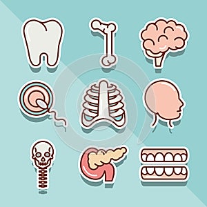 Human body anatomy organs health tooth bone brain head torax icons collection line and fill
