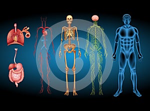 Human body anatomy parts design