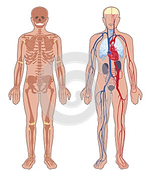 Human Body Anatomy.