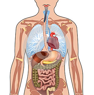 Human Body Anatomy. photo