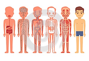 Human body anatomy vector illustration. Male skeleton, muscular, circulatory, nervous and digestive systems