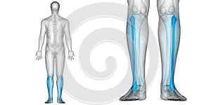 Human Body Bone Joint Pains Anatomy Fibula Bones Posterior view