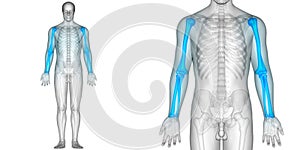 Human Body Bone Joint Pains Anatomy Humerus with Radius and Ulna Bones