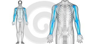 Human Body Bone Joint Pains Anatomy Humerus with Radius and Ulna Bones photo