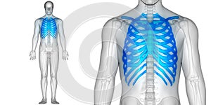 Human Body Bone Joint Pains Anatomy Ribs