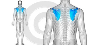 Human Body Bone Joint Pains Anatomy Scapula Bones Posterior view