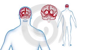 Human Body Brain X-ray effects Loop Rotation. 3d render