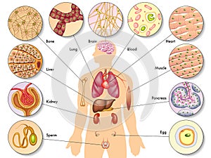 Human body cells