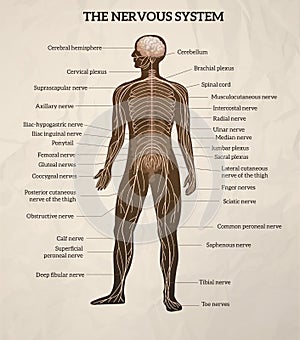 Human body central brain spinal cord and peripheral nervous system medical diagram retro realistic chart illustration