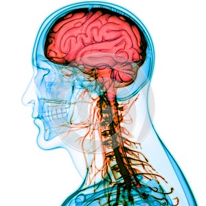 Human Body Central Nervous System with Brain Anatomy