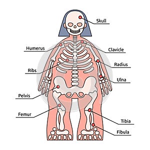 Human body structure infographic. Skeleton kids friendly, bone names