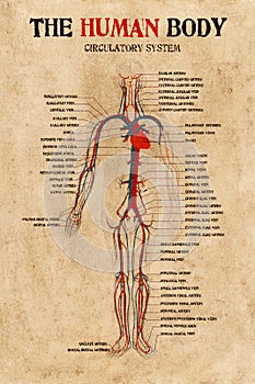 Human body circulatory system