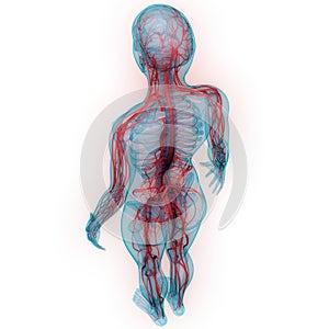 Human Body Circulatory System Anatomy