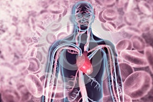 Human body and circulatory system