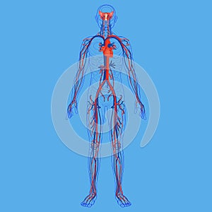 Human body and circulatory system diagram photo