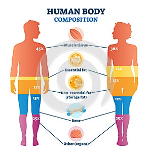 Human body composition infographic, vector illustration diagram