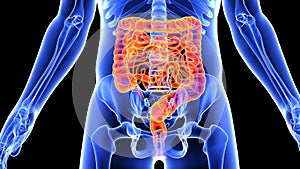 Human body diagram with guts highlighted