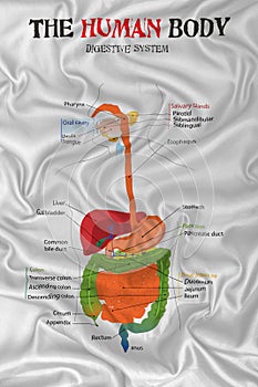 Human body digestive system