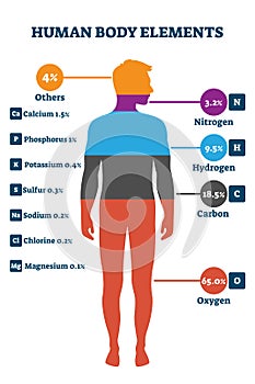 Human body elements, vector illustration infographic